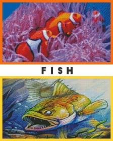 Fish