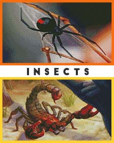 Insects