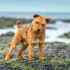 Beautiful Lakeland Terrier Diamond Painting