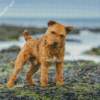 Beautiful Lakeland Terrier Diamond Painting