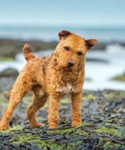 Beautiful Lakeland Terrier Diamond Painting