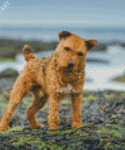 Beautiful Lakeland Terrier Diamond Painting