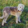 Bedlington Dog Diamond Painting