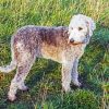 Bedlington Dog Diamond Painting