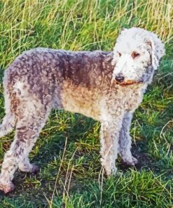 Bedlington Dog Diamond Painting