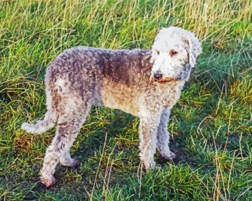 Bedlington Dog Diamond Painting