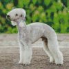 Bedlington Terrier Diamond Painting