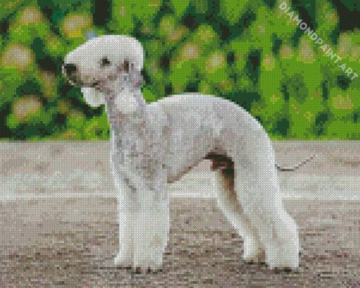 Bedlington Terrier Diamond Painting