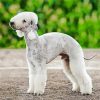 Bedlington Terrier Diamond Painting