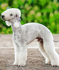 Bedlington Terrier Diamond Painting