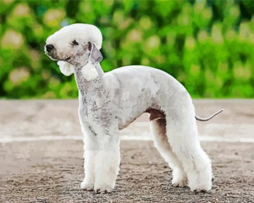 Bedlington Terrier Diamond Painting