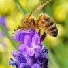 Bee On Lavender Diamond Painting