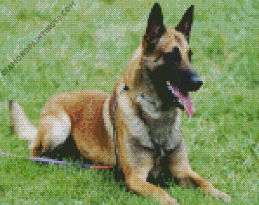 Belgian Shepherd diamond painting