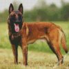 Belgian Shepherd Dog diamond painting