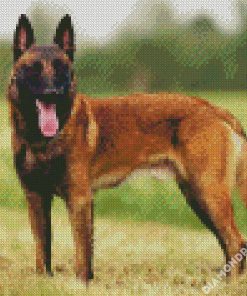 Belgian Shepherd Dog diamond painting