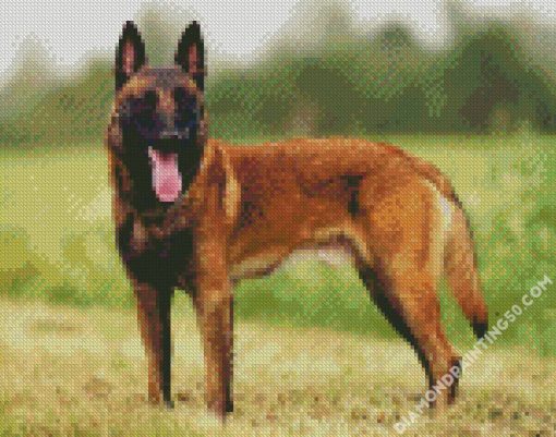 Belgian Shepherd Dog diamond painting