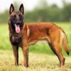 Belgian Shepherd Dog diamond painting