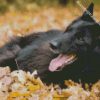 Belgian Shepherd Enjoying The Autumn diamond painting