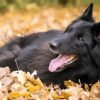 Belgian Shepherd Enjoying The Autumn diamond painting