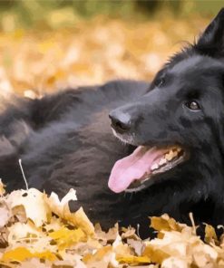 Belgian Shepherd Enjoying The Autumn diamond painting