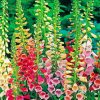 Colorful Foxglove Plants diamond painting