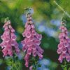 Common Foxglove diamond painting