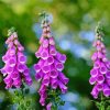 Common Foxglove diamond painting