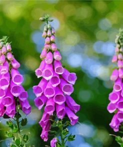 Common Foxglove diamond painting