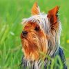 Cute Australian Terrier Diamond Painting