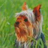 Cute Australian Terrier Diamond Painting