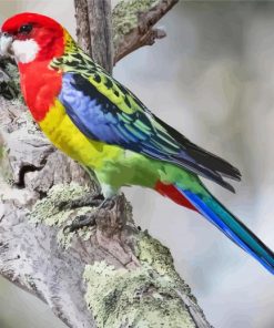 Eastern Rosella Diamond Painting