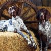 English Coonhound Dogs diamond painting