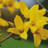 Forsythia Flowering Plant diamond painting