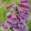 Foxglove Plant diamond painting