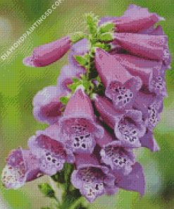 Foxglove Plant diamond painting