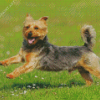 Funny Australian Terrier Diamond Painting