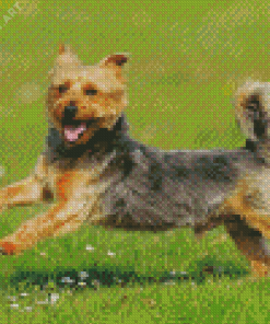 Funny Australian Terrier Diamond Painting