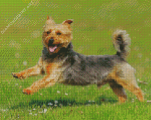 Funny Australian Terrier Diamond Painting