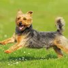 Funny Australian Terrier Diamond Painting