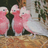 Grey And Pink Cockatoo Birds Diamond Painting