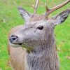 Highland Stag Side Face Diamond Painting