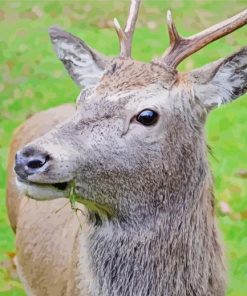 Highland Stag Side Face Diamond Painting