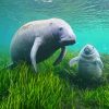 Manatees diamond painting