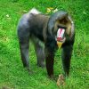 Mandrill diamond painting