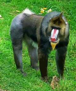 Mandrill diamond painting