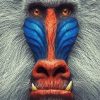 Mandrill Monkey diamond painting