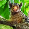 Marmoset Animal Diamond Painting