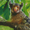 Marmoset Animal Diamond Painting