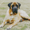 Mastiff Dog Diamond Painting