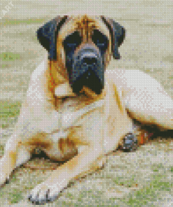 Mastiff Dog Diamond Painting